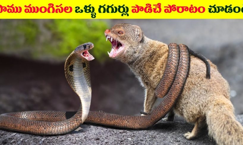 పాము ముంగిసలు ఎంత భీకరంగా కొట్టుకుంటాయో చూడండి | Snake vs Mongoose Fight | Animal videos