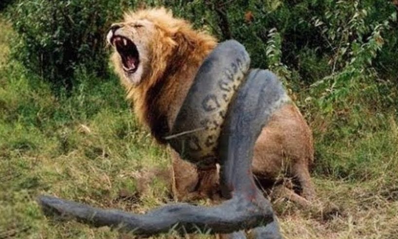 10 Craziest Animal Fights Caught On Camera