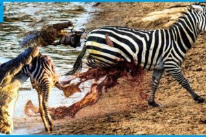 10 Craziest Animal Fights of All Time 2023