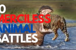 10 MERCILESS ANIMAL FIGHTS