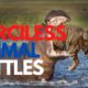 10 MERCILESS ANIMAL FIGHTS