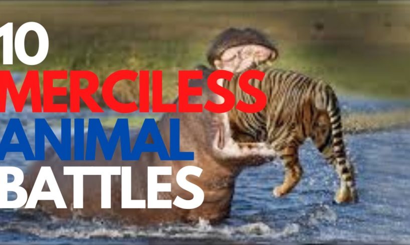 10 MERCILESS ANIMAL FIGHTS