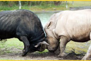 10 Wild Buffalo Battle Rhino - Uncompromising Fight Of Giants | Animal Fights