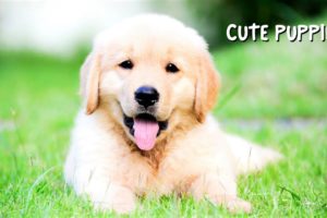 101 Photos of The Cutest Puppies In The World 🐾 (Assortment of Cute Dog Breeds)
