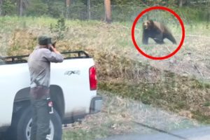 12 Times Park Rangers Messed With The Wrong Animals