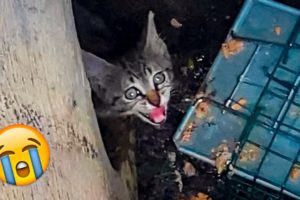 12 Touching Animal Rescues That Will Make Your Heart melt #3
