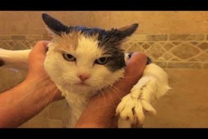 Funny animals - Funny cats / dogs - Funny animal videos / Best videos of November 2022