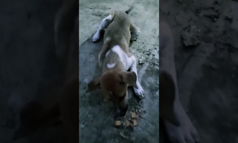 Stray Puppies | Street Dogs | Street Puppies | Homeless Dog Puppy #shorts #puppies