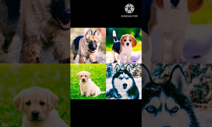 Cutest puppies  🍫🔥who will win watch till end #shorts #ytshorts #viralshorts #dog