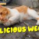 4K Quality Animal Footage - Cats and Kittens Playing Scenes Episode 4
