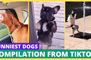 Compilation of the Funniest Dogs and Cutest Puppies from TIKTOK. FunVid MC Part 4