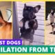 Compilation of the Funniest Dogs and Cutest Puppies from TIKTOK. FunVid MC Part 4