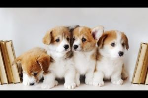 Cute baby animals Videos Compilation cutest moment of the animals - Cutest Puppies #1