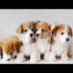 Cute baby animals Videos Compilation cutest moment of the animals - Cutest Puppies #1