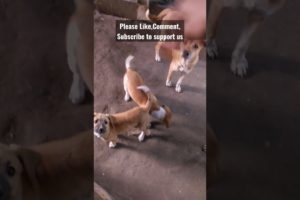 Feeding Hungry Stray Dog 🙂Street Dogs😇  #shorts