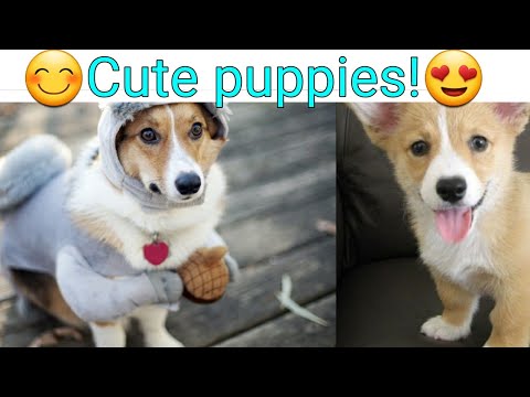 😊Cute Puppies😍