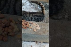 hungry homeless cats want eat. Rescue animals
