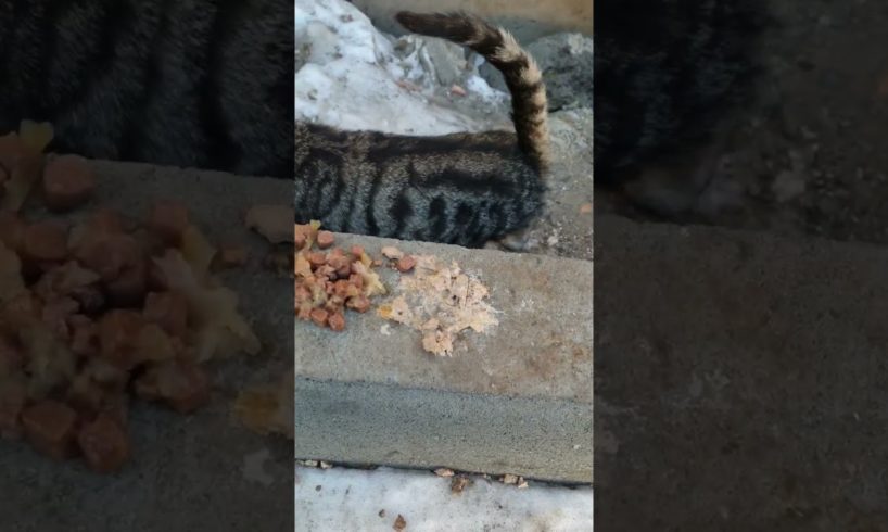 hungry homeless cats want eat. Rescue animals