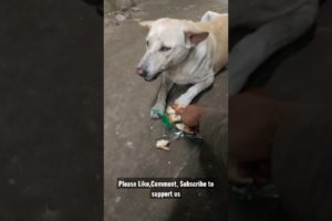 Feeding Hungry Stray Dog😔🙂Street Dogs Happiness 😇  #shorts #dog