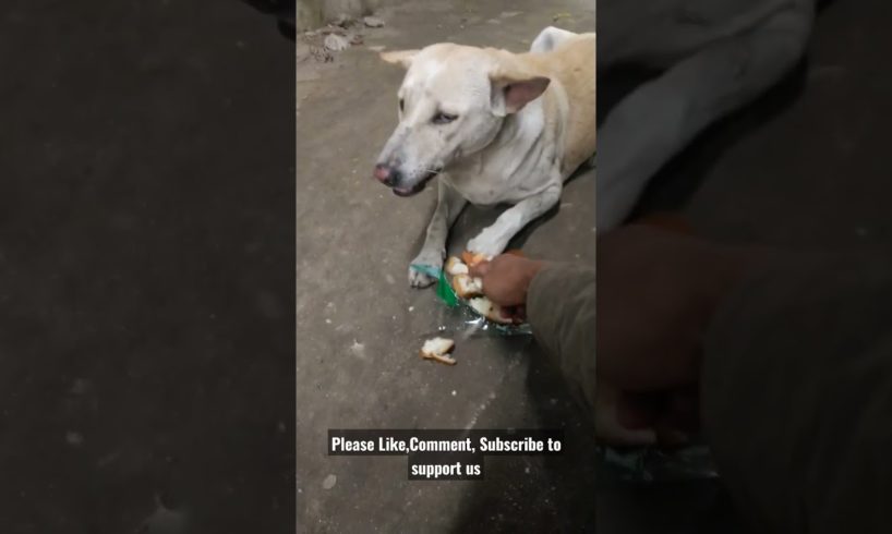 Feeding Hungry Stray Dog😔🙂Street Dogs Happiness 😇  #shorts #dog