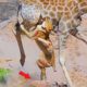 18 Deadly Kicks When Animal Fights for Life In The Wild