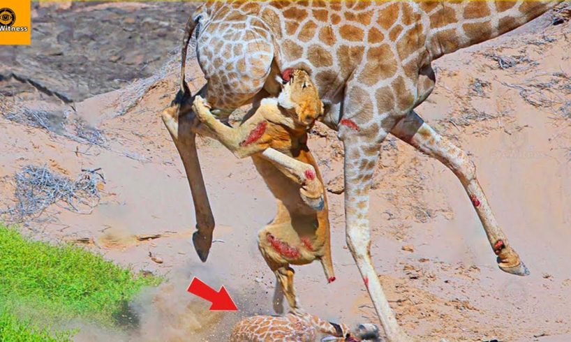 18 Deadly Kicks When Animal Fights for Life In The Wild