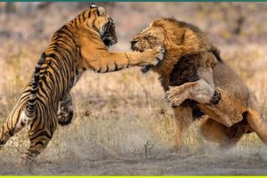 19 Most Brutal Fighting Moments Between Savage Predators