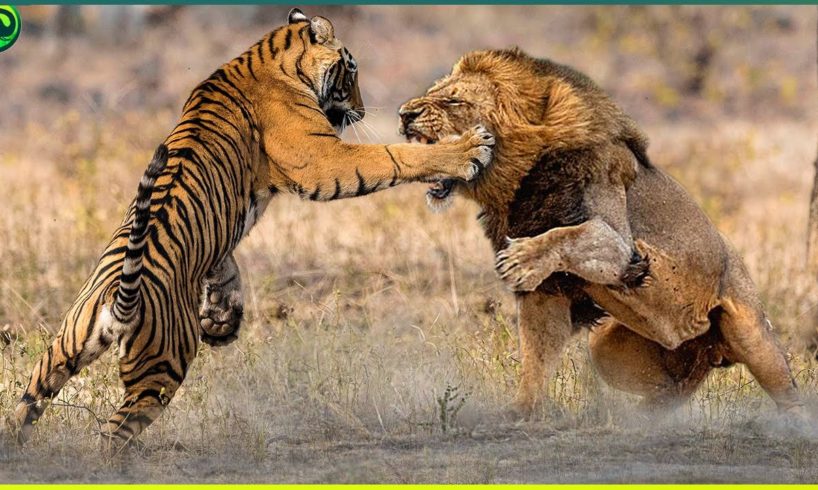 19 Most Brutal Fighting Moments Between Savage Predators