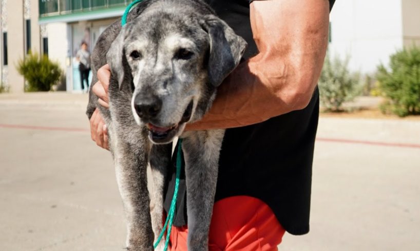 19-Year-Old Lab Is Rescued From The Shelter | The Dodo Foster Diaires