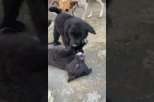 2 Cute Puppies 🐶 #shorts #viral #viralshorts #short #shortsfeed #shortvideo #ytshorts