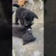 2 Cute Puppies 🐶 #shorts #viral #viralshorts #short #shortsfeed #shortvideo #ytshorts