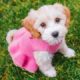 2023 cutest puppies and dogs funny videos 🤣🤣🤣