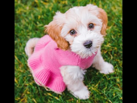 2023 cutest puppies and dogs funny videos 🤣🤣🤣