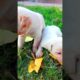 27 days Cute puppies | dog baby video #shorts