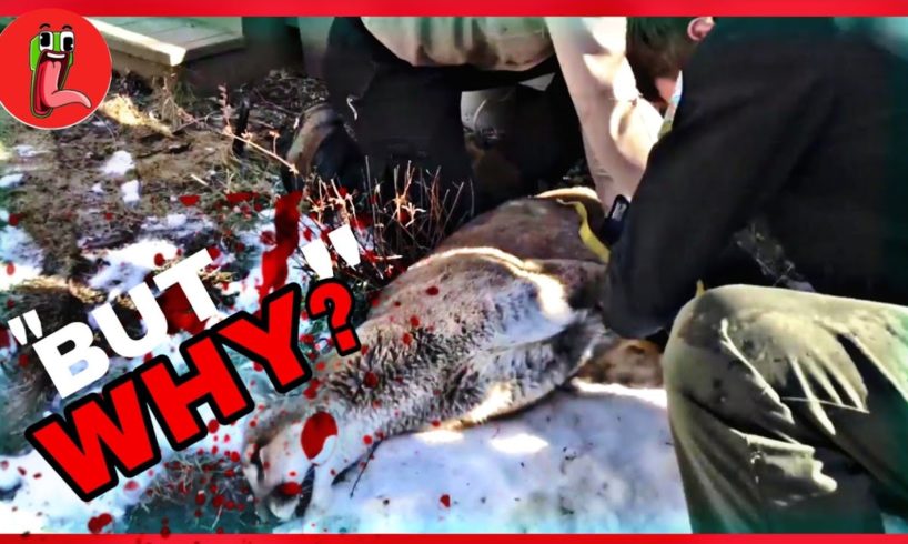 3 Mountain Lion vs Man Moments You Should Never See!