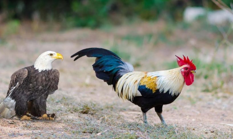 30 Craziest Animal Fights of All Time