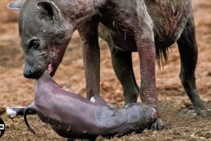 30 Moment Newborn Animals Must Fight The Brutal Hyenas For Life | Wild Animals