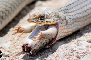 30 Moments Merciless Hungry Snakes Attack And Eating Everything In Sight | Wild Animals
