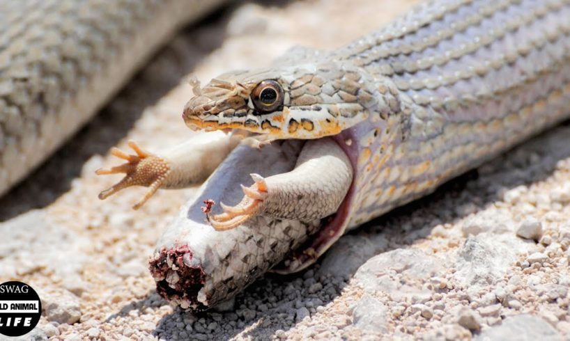 30 Moments Merciless Hungry Snakes Attack And Eating Everything In Sight | Wild Animals