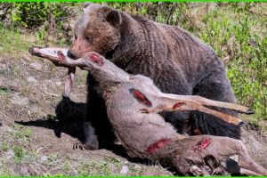 30 Most Brutal Bear Attacks When Hunt Caught on Camera | Animals Fight @3WinAnimal