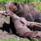 30 Most Brutal Bear Attacks When Hunt Caught on Camera | Animals Fight @3WinAnimal