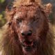 30 Times Male Lion Crushes Opponent On Camera