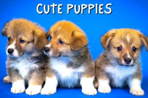 35 Video Clips of The Cutest Puppies In The World (Assortment of Cute Puppy Breeds)