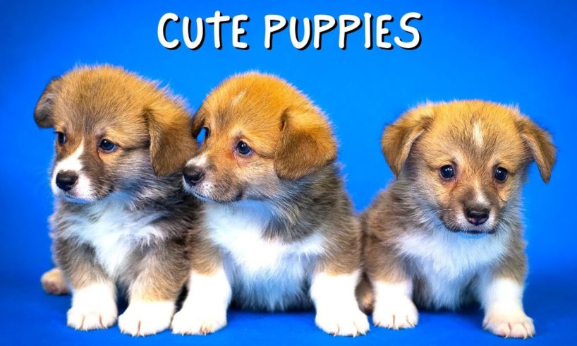 35 Video Clips of The Cutest Puppies In The World (Assortment of Cute Puppy Breeds)