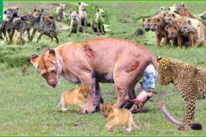 5 Times Lions Give Birth And Fight To Protect Cub | Wild Animals