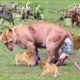 5 Times Lions Give Birth And Fight To Protect Cub | Wild Animals