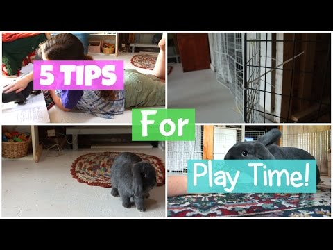 5 Tips for Rabbit Playtime! - HOW TO INTERACT/BOND WITH YOUR BUNNY