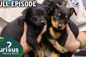 A Puppy Left Wounded After Hit-And-Run | RSPCA Animal Rescue | Curious?: Natural World