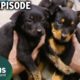 A Puppy Left Wounded After Hit-And-Run | RSPCA Animal Rescue | Curious?: Natural World