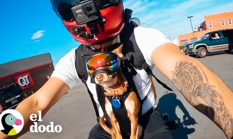A estos chihuahuas les encanta andar en moto con papá | Pequeño y Valiente | El Dodo